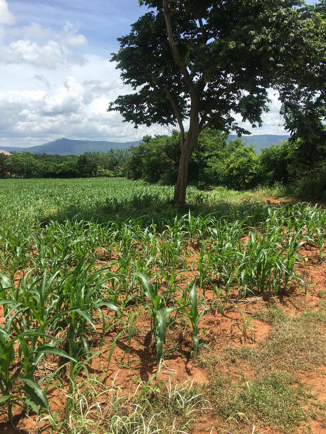 ขายที่ดินโฉนดเขาใหญ่ เนินเขา วิวสวย 28 ไร่ 1 งาน 83 ตารางวา ต.วังไทร อ.ปากช่อง จ.นครราชสีมา 5