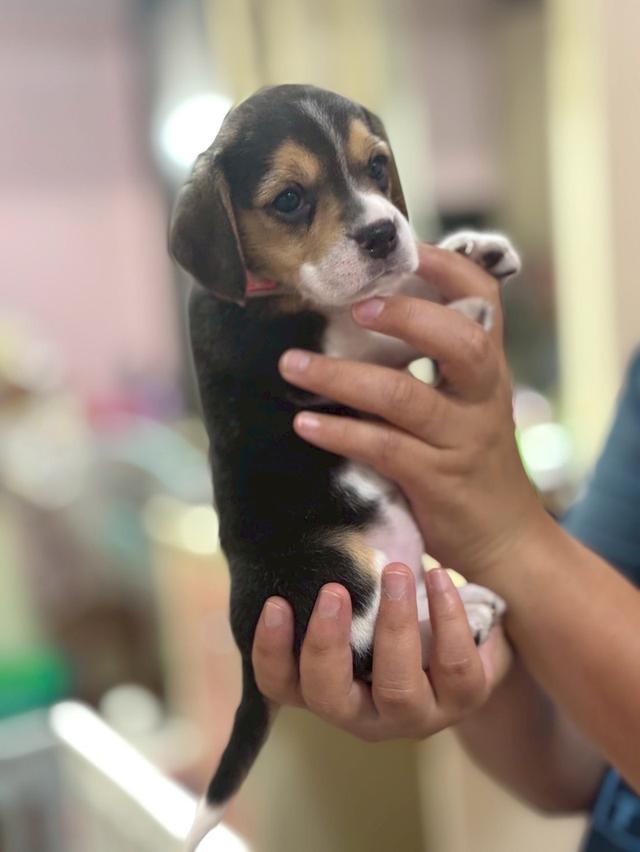 บีเกิ้ล (Beagle) 💯 15
