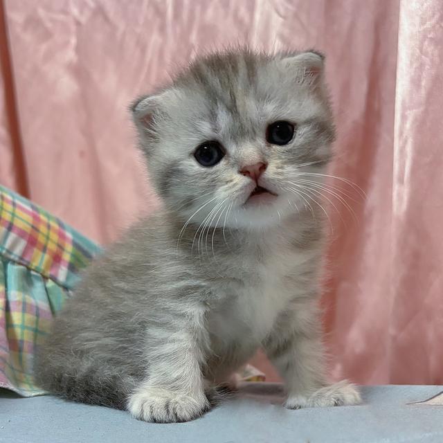 เปิดจองน้องแมวสก็อตติชแท้
