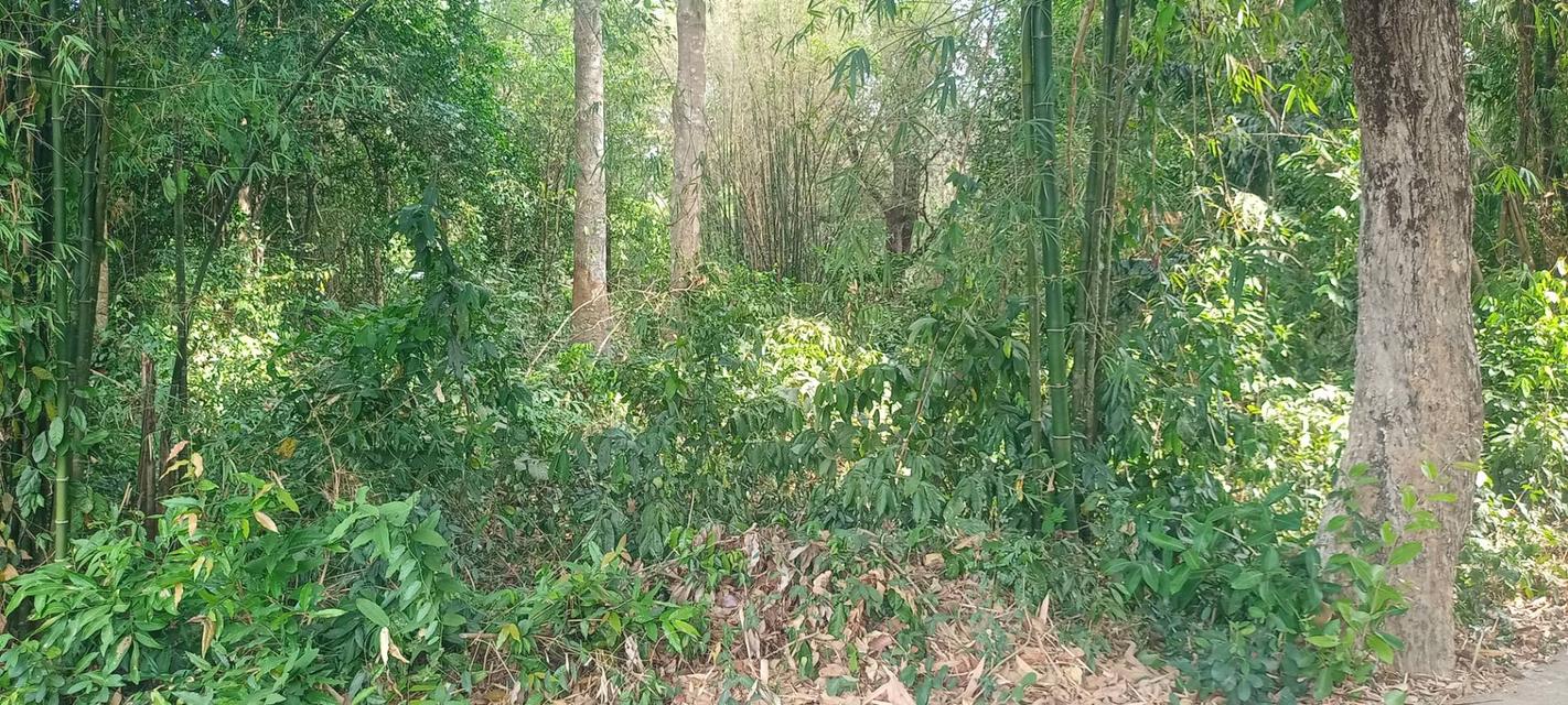 ขายที่ดินทำการเกษตรหรือที่อยู่อาศัย ไร่ล่ะ650,000 พร้อมโอน จ.ปราจีนบุรี 1
