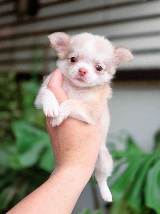 ชิวาวาแท้ขนยาว เพศหญิง 6