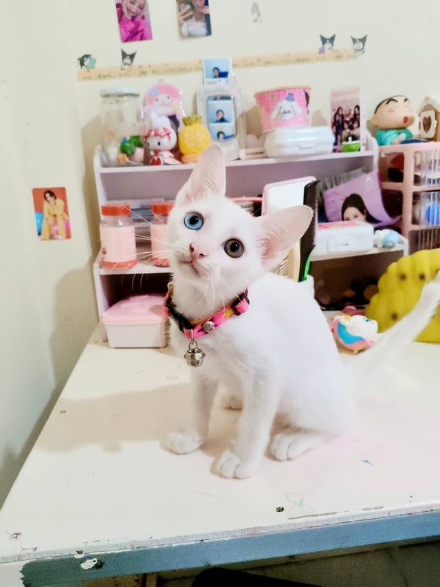 ขาวมณีตาสองสีหาบ้านพร้อมย้าย