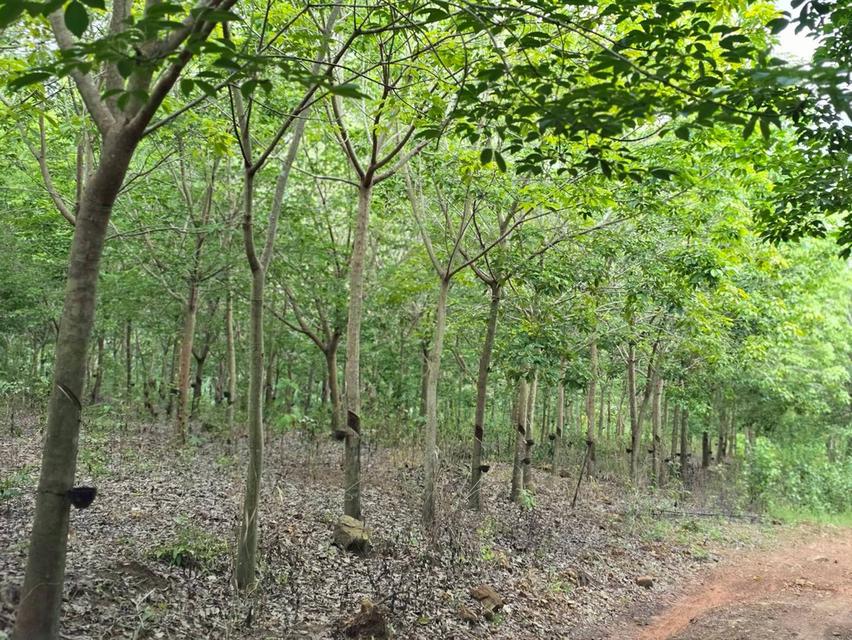 ขาย สวนเกษตร ฟาร์ม 914.75 ไร่ 20