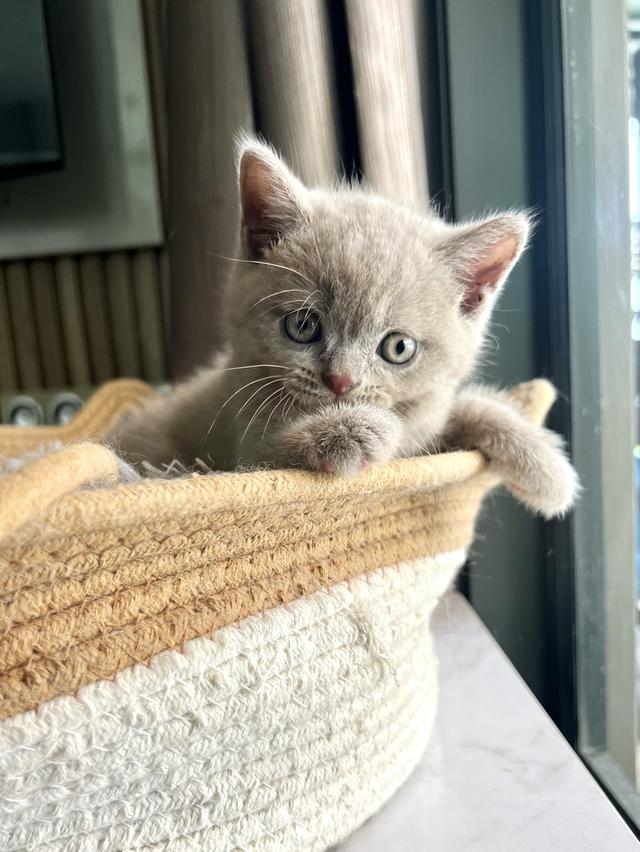 ลูกแมว บริติช ช็อตแฮร์ ใบเพ็ดนอกWCF(British Shorthair) 7