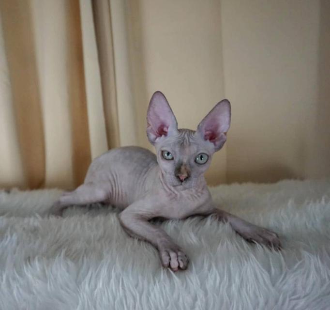 3.แมวสฟิงซ์/เพศเมีย หาบ้าน Sphynx Cat/Female looking for a new home