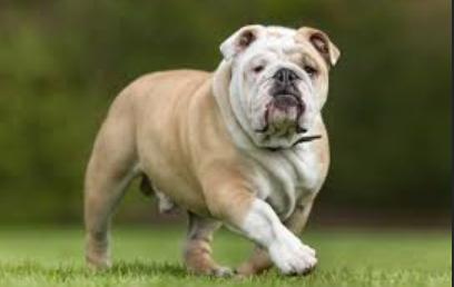 บูลล์ด็อก (Bulldog) 2