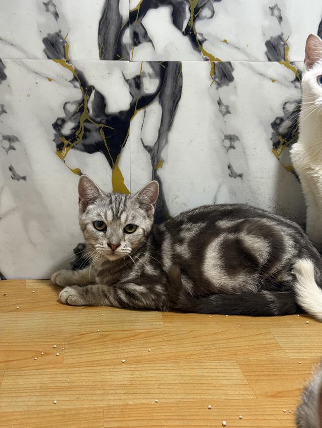 แมวพันธุ์อเมริกันช็อตแฮร์