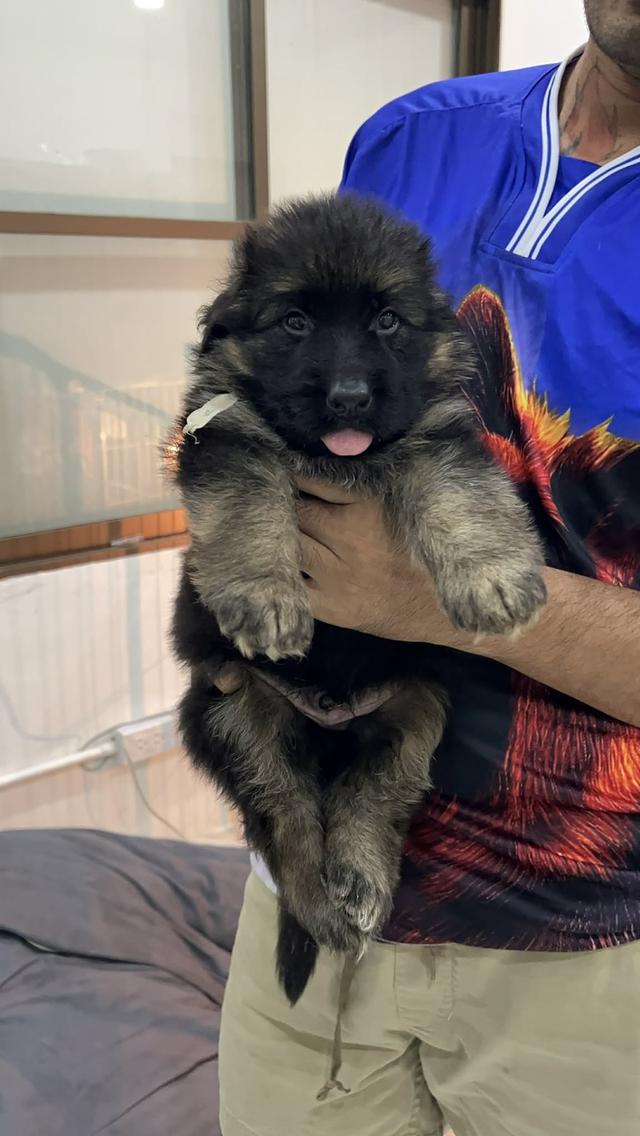 สุนัขพันธุ์เยอรมันเชพเพิร์ด รูปที่ 3