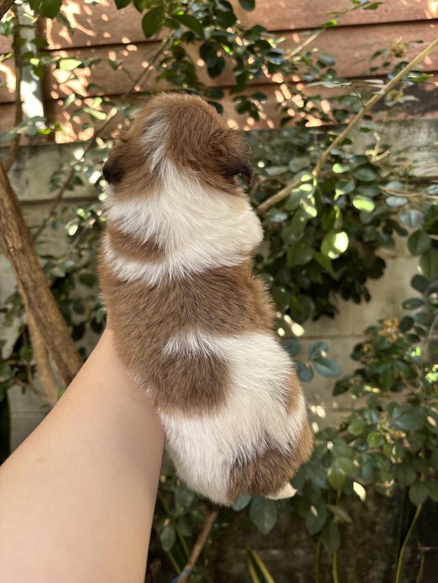 น้องชิสุ เด็กชาย น่ารัก รูปที่ 4
