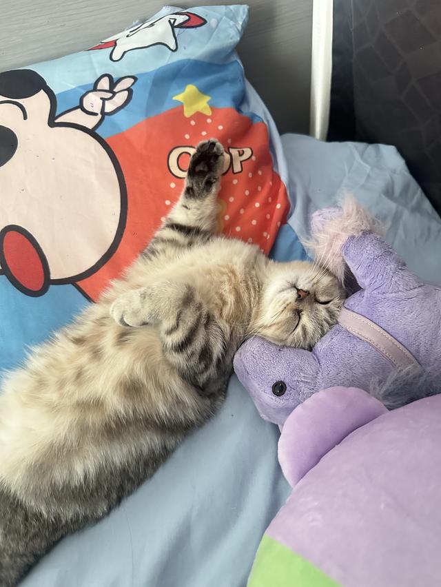 เเมว สก๊อตติชโฟ สีเทา (4เดือน) ด.ญ 2