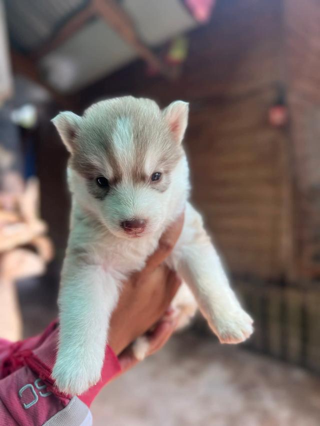 ไซบีเรียนวูดลี่โค้ช ชาย3 หญิง3 รูปย่อยที่ 4