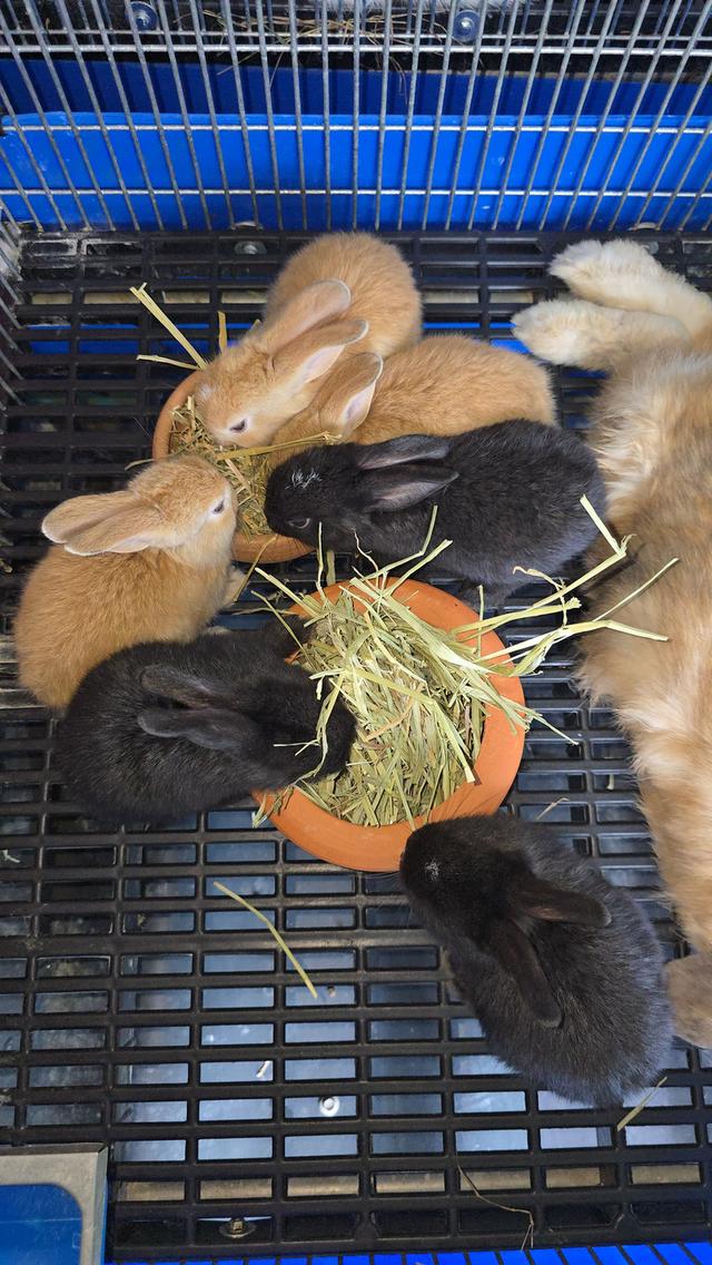 กระต่ายมินิเร็กซ์,ฮอลแลนด์ลอป,นิวซีแลนด์ไวท์ 13