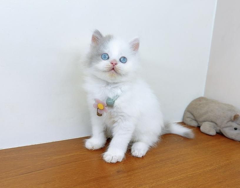 แมวสก๊อตติสโฟร์ น่ารัก นิสัยดีมาก รูปย่อยที่ 3