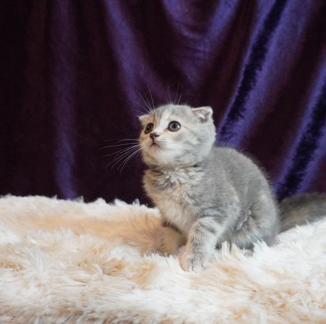 แมว Scottish Fold 5