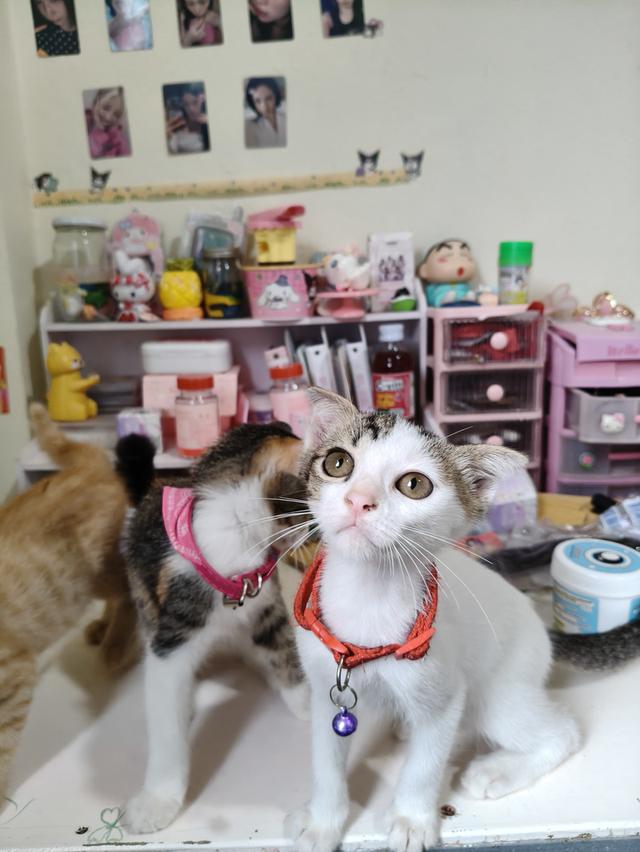 สก้อตติชผสมหาบ่านแบ่งเลี้ยงค่าอาหารพอจ้า รูปที่ 4