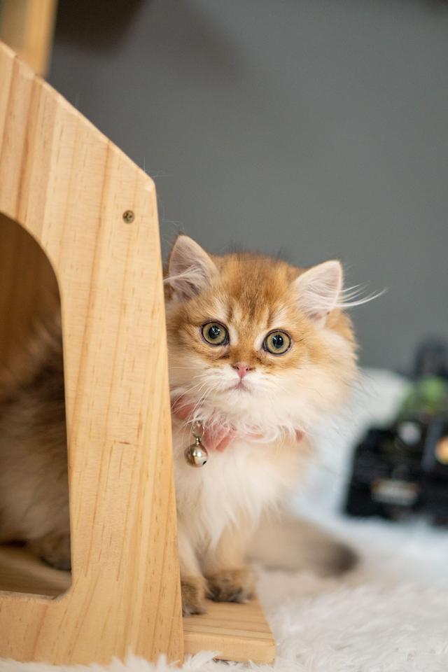เด็กหญิงบริติช ลองแฮร์ (British Longhair) 8