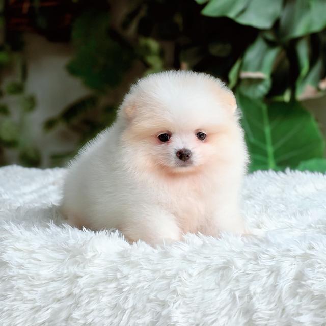 น้องหนมปังปอมแท้สีขาวครีมเพศเมียหน้าหมีพร้อมซนมีส่งเก็บปลายทาง 9