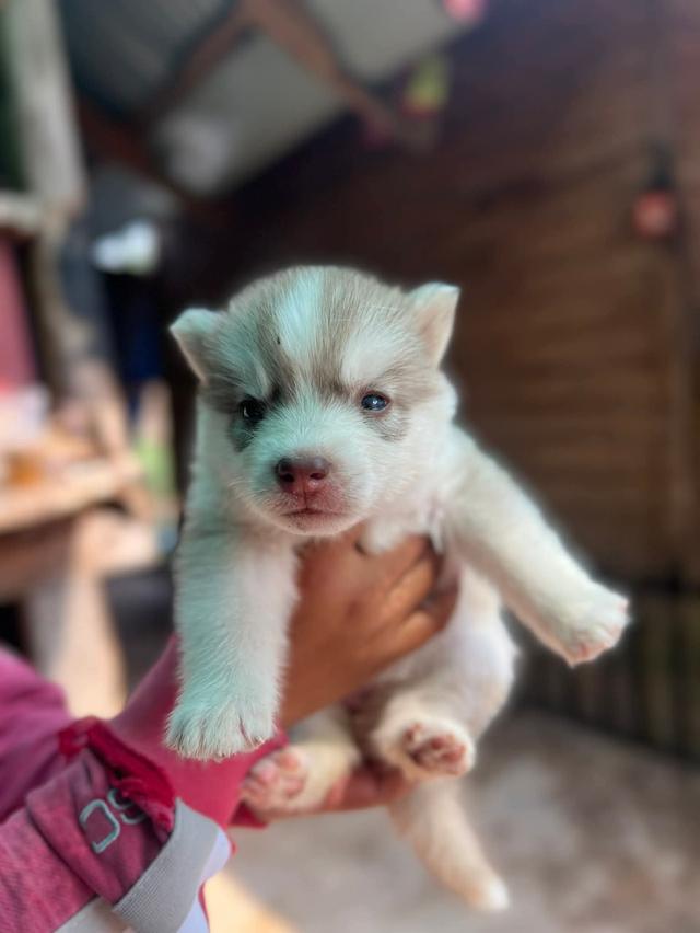 ไซบีเรียนวูดลี่โค้ช ชาย3 หญิง3 รูปที่ 5