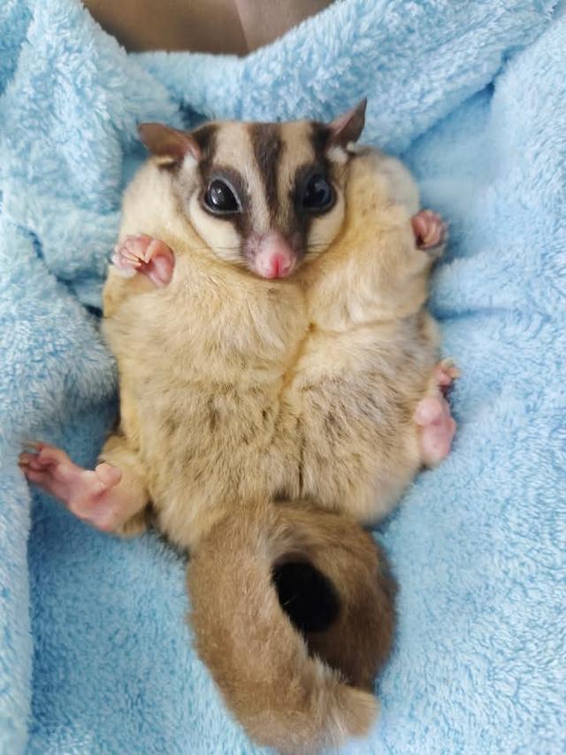 Sugar Glider ตัวอ้วนๆ