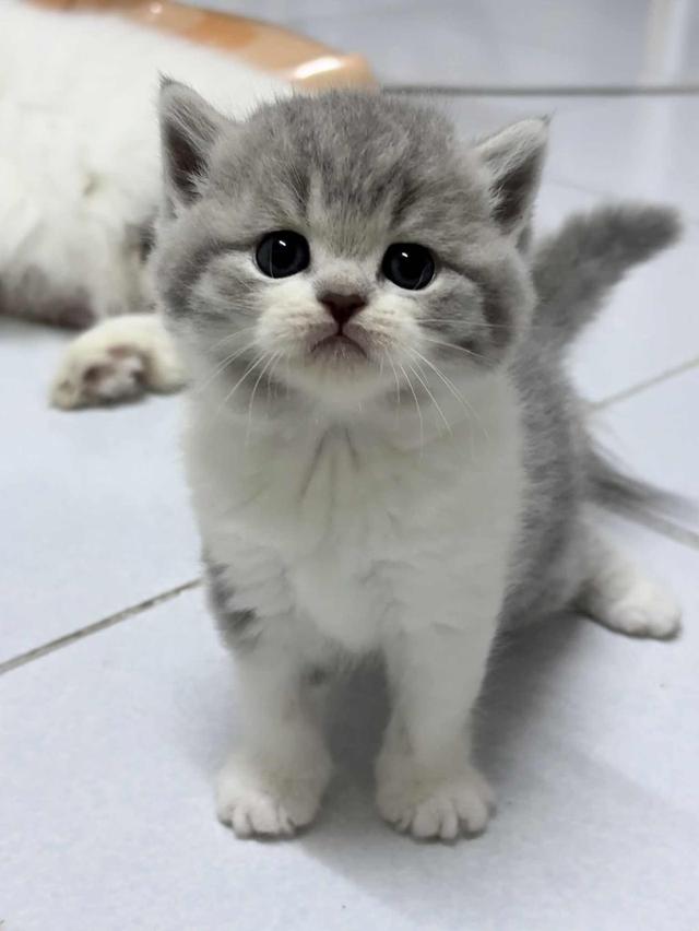 แมวสก็อตติช