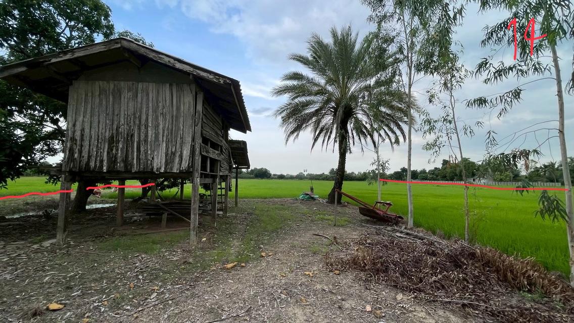 ขายด่วนที่ดินแปลงสวย 10 ไร่ 19