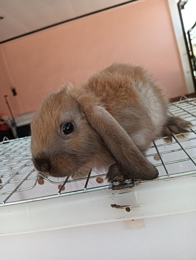 ลูกกระต่ายทุกสายพันธุ์ รูปที่ 7