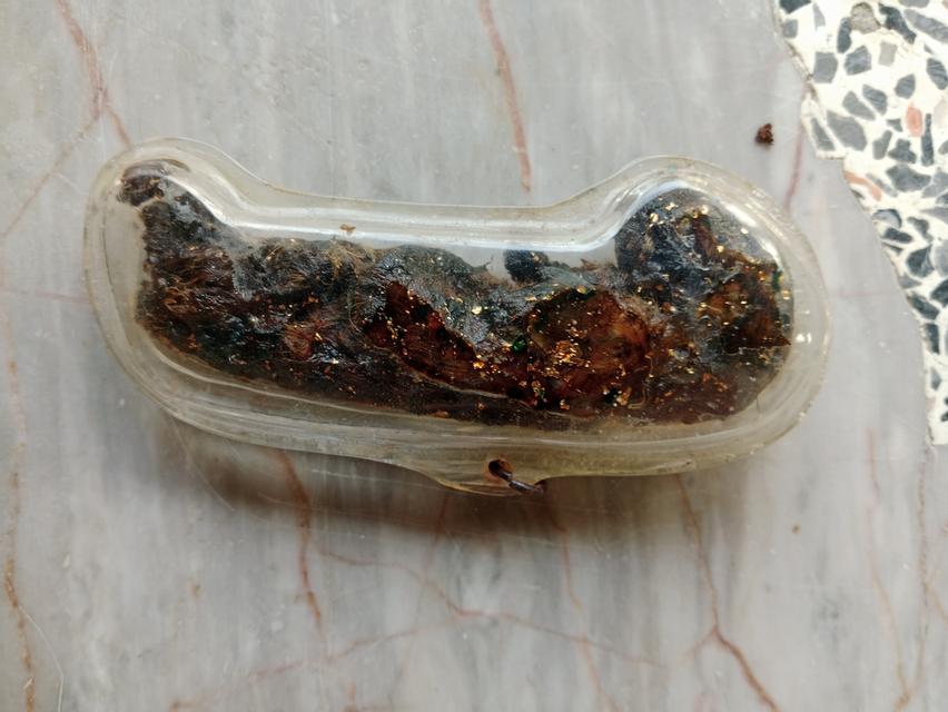 ลูกกรอกแมว รกแมว สินค้าหายาก