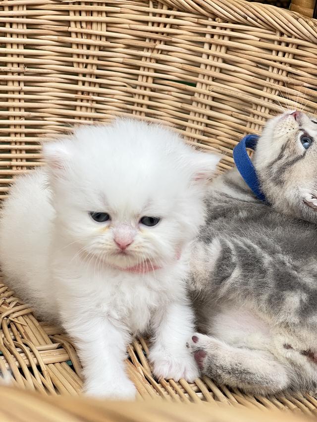 สาวน้อยสก็อตติช ตาฟ้า รูปย่อยที่ 2