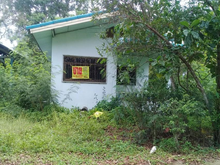 บ้านและที่ดิน ตำบลปากพนังฝั่งตะวันตก 1