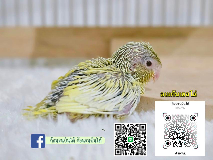 ฟอพัสอเมกันเยลโล่