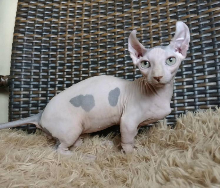 31.แมวดเวล/เพศผู้ Dwelf Cat/Male