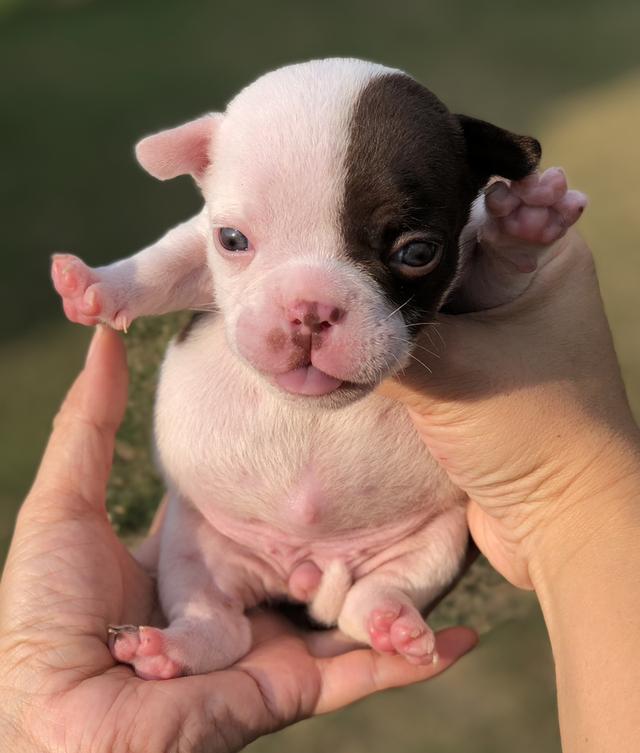 ลูกสุนัขอเมริกันบูลลี่