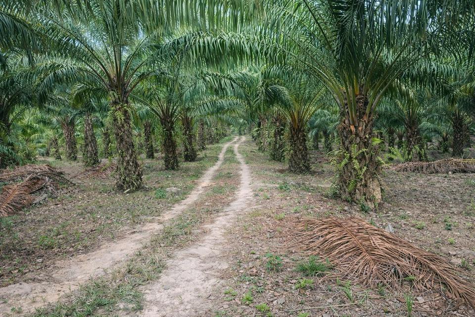 🌴 สวนปาล์มน้ำมัน พร้อมเก็บผลผลิต ทำเลดี ใกล้ถนน 🌴 7