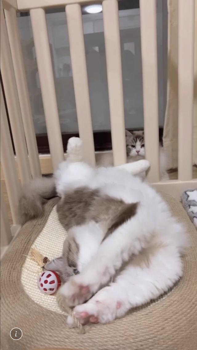 แมวแร็กดอล ตัวผู้อายุ2ขวบพ่อพันธุ์ รูปที่ 6