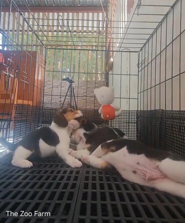 ลูกน้องบีเกิ้ลน่ารักๆ รูปย่อยที่ 2