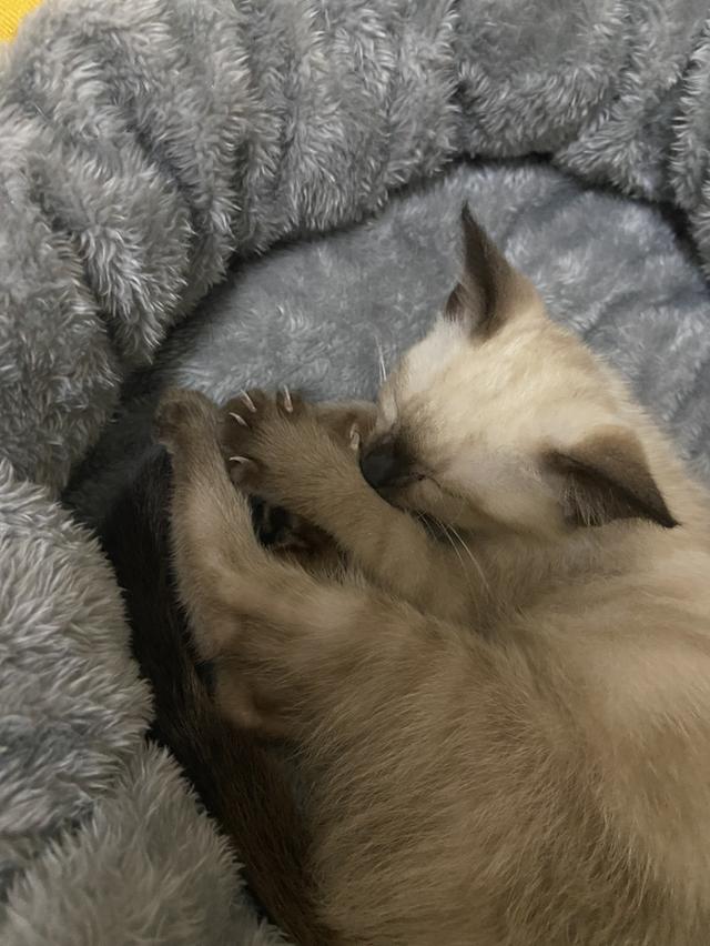 แมววิเชียรมาศแท้ ขี้อ้อน