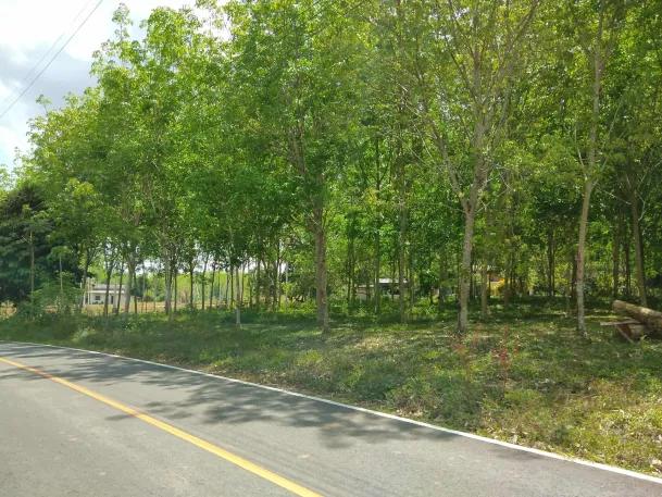 ไร่ยาง นส.4 จ. ครุฑแดง 4 ไร่กว่า พร้อมทำรายได้ทันที 3