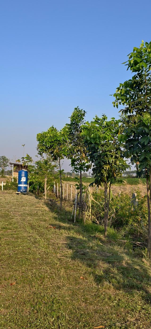 ที่ดินสวน เลาขวัญ กาญจนบุรี 3