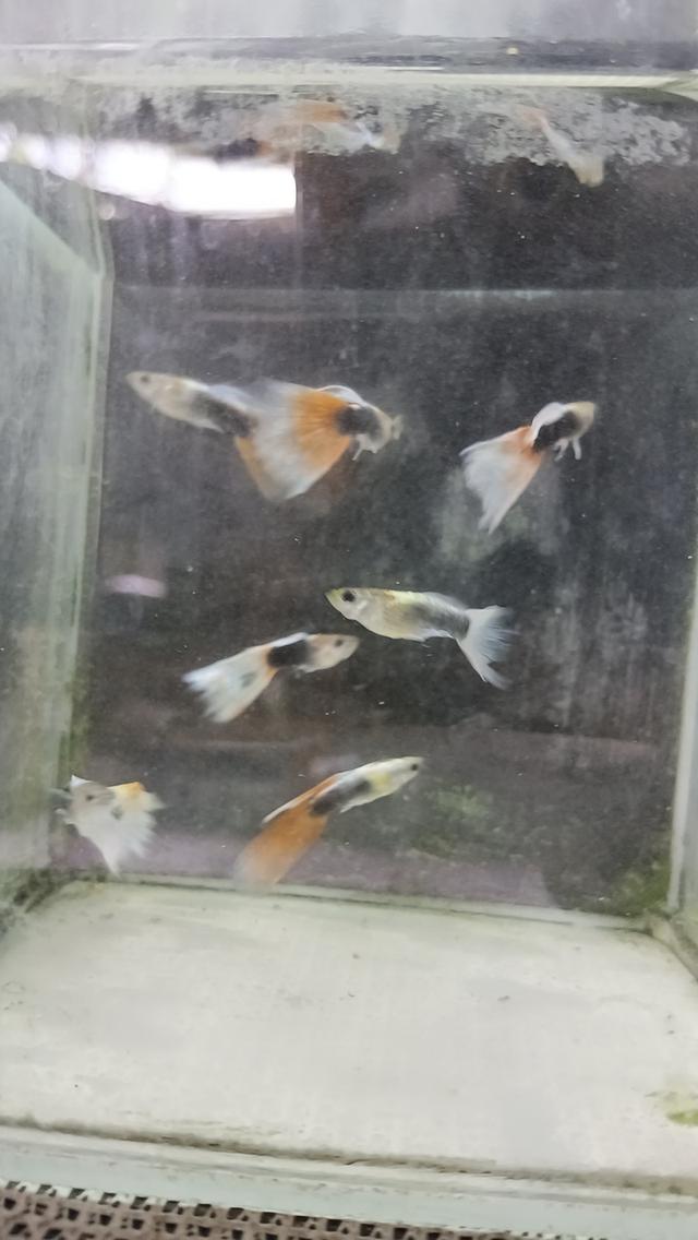 ปลาหางนกยูงตัวละ5บาท รูปที่ 2