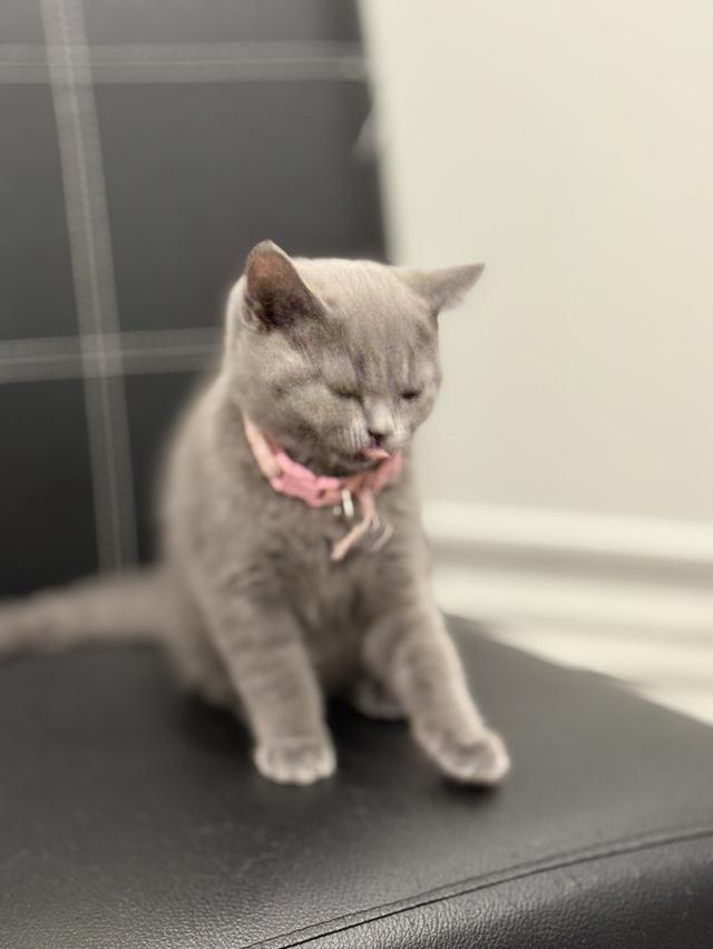 โดนจุ๊ฟแล้ว ปิดการขาย บริติช ช็อตแฮร์ สีบลู รูปที่ 6