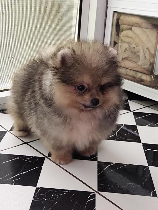 ปอมเมอเรเนียน