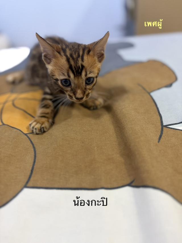 ลูกแมวเบงกอลแท้ อายุ 2 เดือน รูปที่ 6