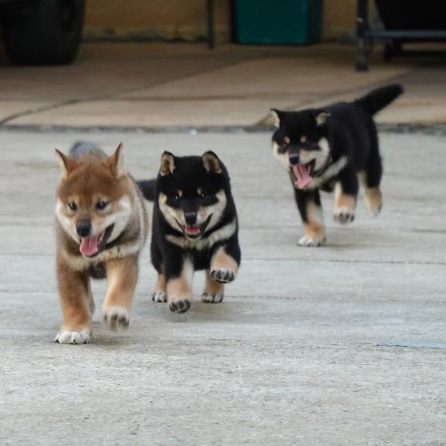 Shiba Inu Puppies WhatsApp me : ( +63 985 762 7466 )