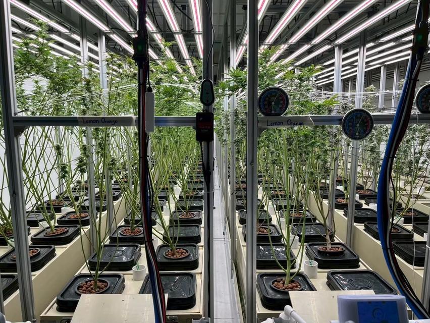 ไฟปลูกต้นไม้ รุ่น MG-4CH-1000W-10 รูปย่อยที่ 3