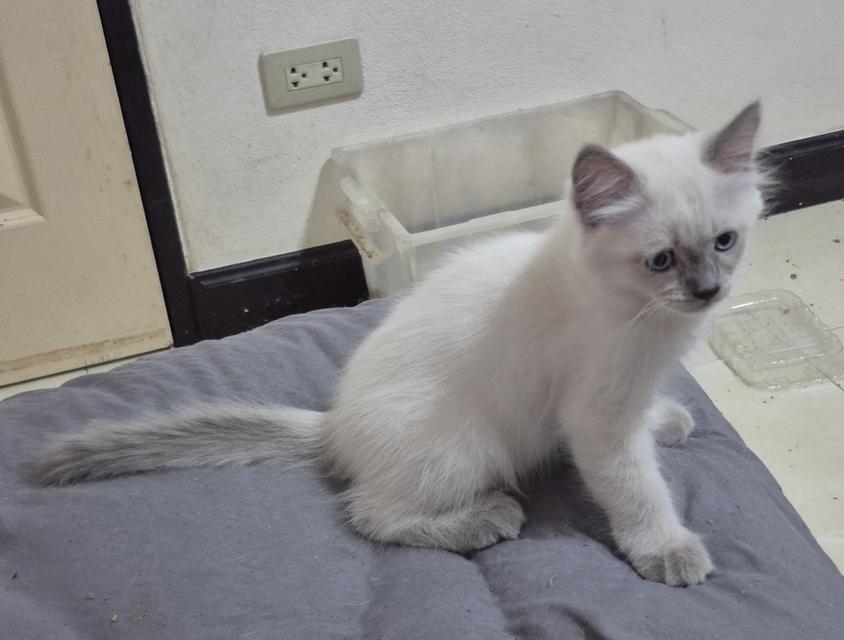 แมวหิมาลายัน-ว้เชียรมาศ รูปที่ 5