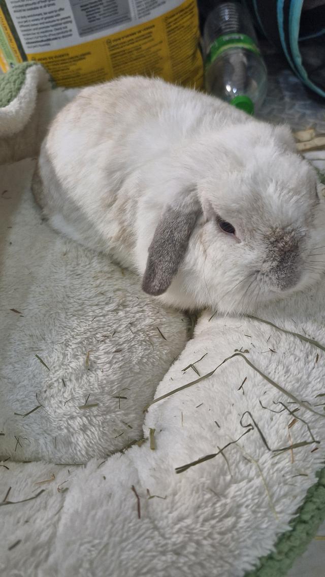 กระต่ายhollandlopสีขาว