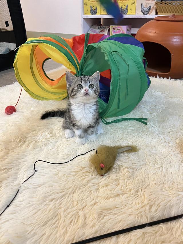 แมวสก๊อตติช   🥰😁😁❌❌❌❌ 7