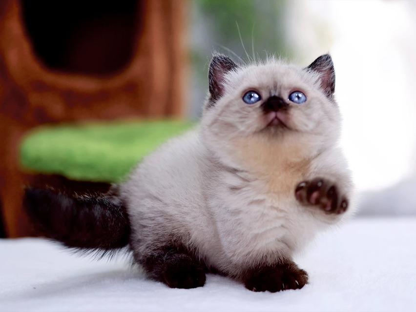 แมวแร็กดอล สาวน้อยคู่พ้อมย้าย รูปที่ 2