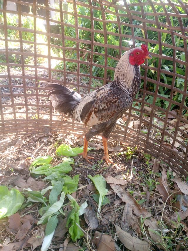 ไก่ชนไก่ตีไก่ชนไก่ตีไก่ชนไก่ตีไกชน รูปที่ 3