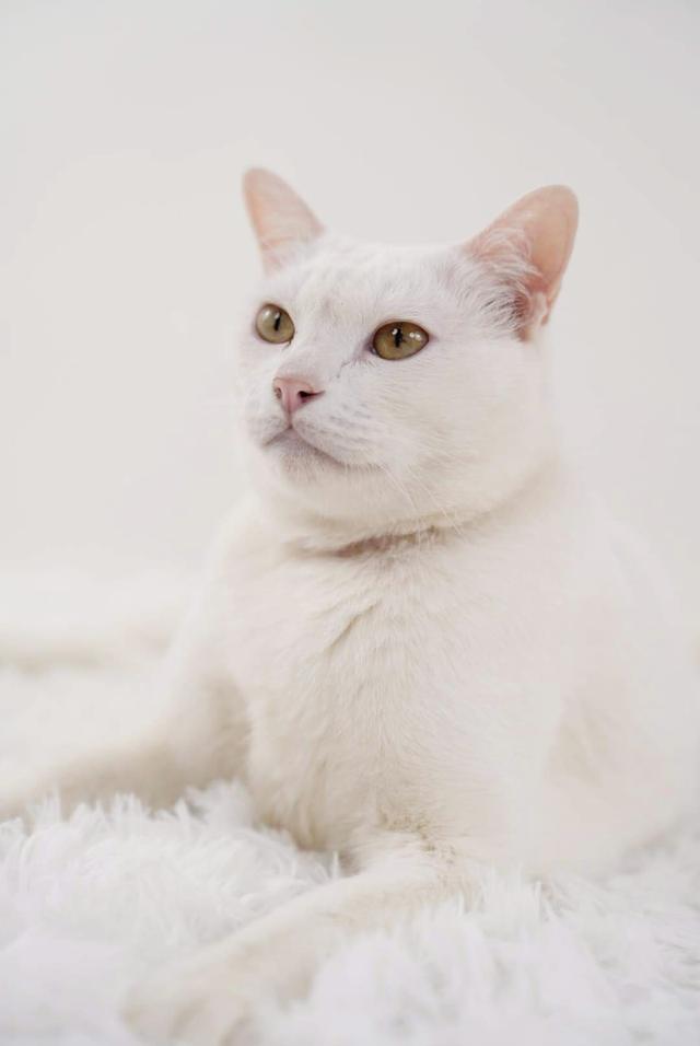 แมวขาวมณีตาหลืองอำพัน 3